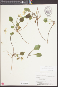 Chrysogonum virginianum var. australe image