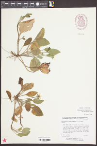 Chrysogonum virginianum var. brevistolon image