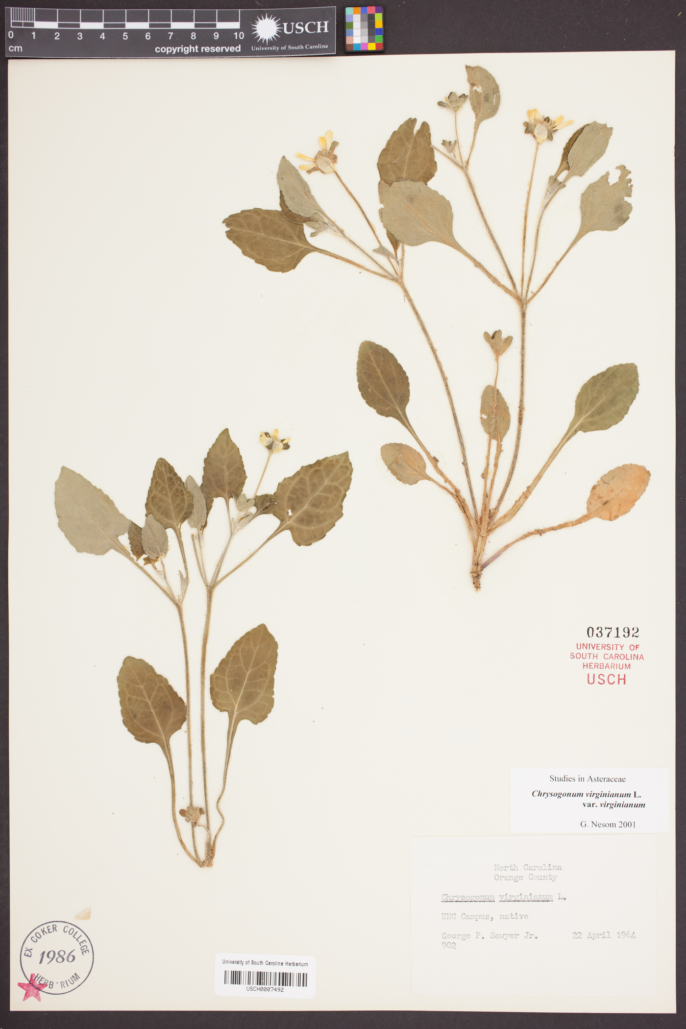 Chrysogonum virginianum var. virginianum image