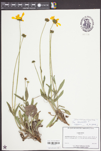 Coreopsis lanceolata image