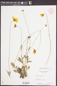 Coreopsis lanceolata image