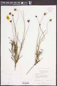 Coreopsis lanceolata image