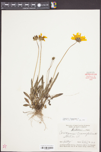 Coreopsis lanceolata image