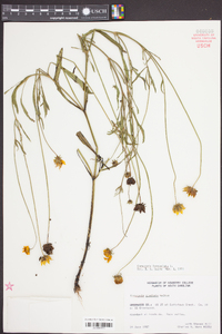 Coreopsis lanceolata image