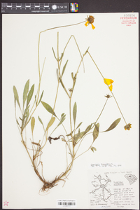 Coreopsis lanceolata image