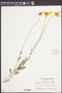 Coreopsis lanceolata image