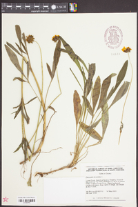 Coreopsis lanceolata image