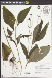 Coreopsis latifolia image