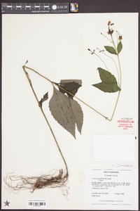 Coreopsis latifolia image