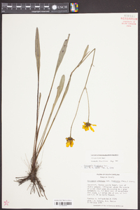 Coreopsis linifolia image