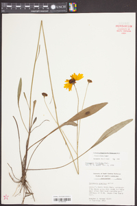 Coreopsis linifolia image