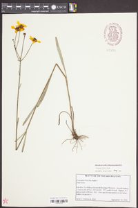 Coreopsis linifolia image