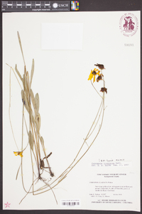 Coreopsis linifolia image