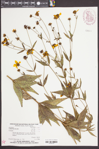 Coreopsis major image