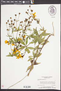 Coreopsis major image