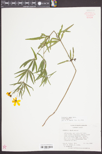 Coreopsis major image