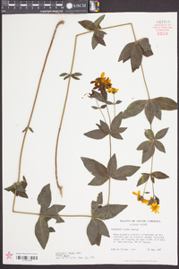 Coreopsis major image