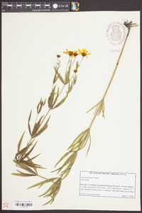 Coreopsis major image