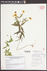 Coreopsis major image