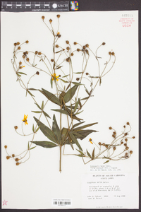 Coreopsis major image