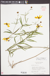 Coreopsis delphiniifolia image