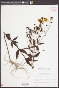 Coreopsis major image