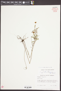 Coreopsis rosea image