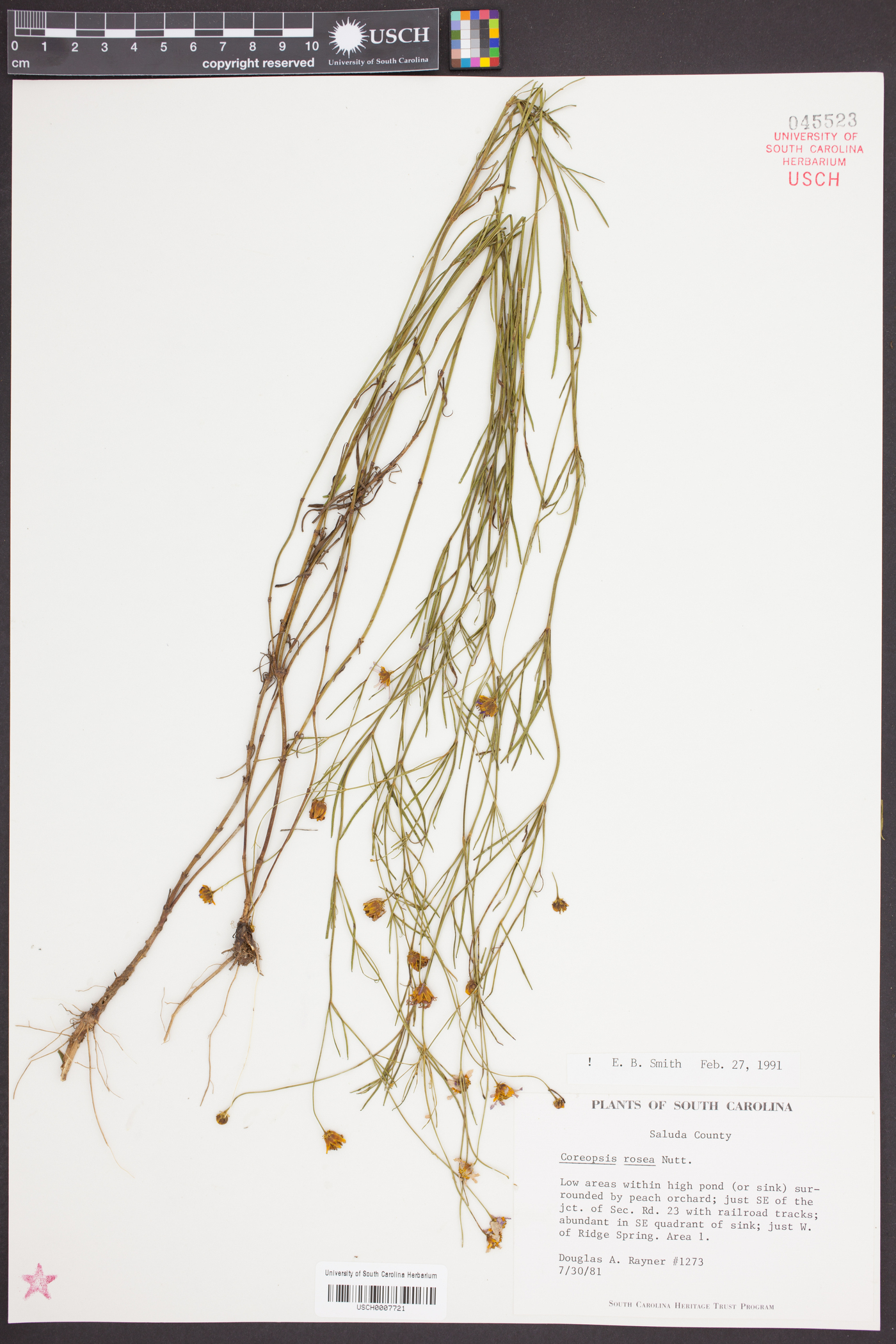 Coreopsis rosea image