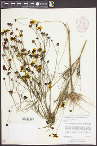 Coreopsis tinctoria image