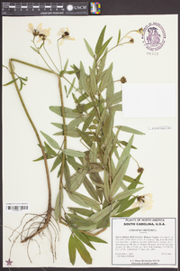 Coreopsis tripteris image