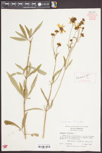 Coreopsis tripteris image