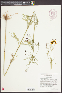 Coreopsis verticillata image