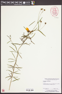 Coreopsis verticillata image