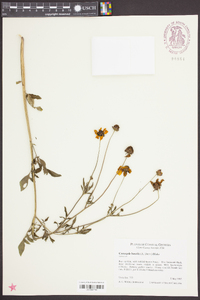 Coreopsis basalis image