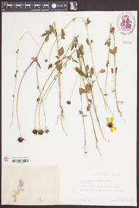 Coreopsis basalis image