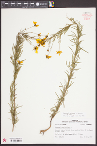 Coreopsis pulchra image