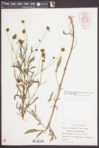 Coreopsis grandiflora image