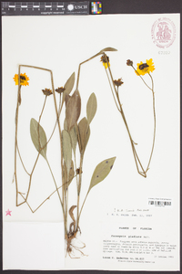 Coreopsis gladiata image