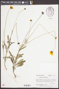 Coreopsis lanceolata image