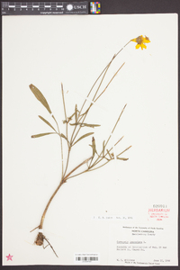 Coreopsis lanceolata image