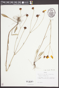 Coreopsis linifolia image