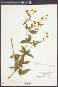 Coreopsis major image