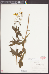 Coreopsis major image