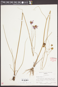 Coreopsis nudata image