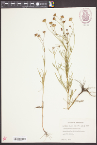 Coreopsis tinctoria image