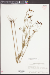 Coreopsis tinctoria image