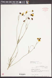 Coreopsis tinctoria var. tinctoria image