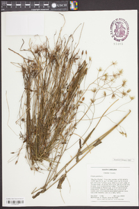 Crepis pulchra image