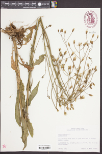 Crepis pulchra image