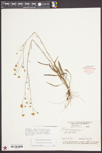 Croptilon divaricatum image